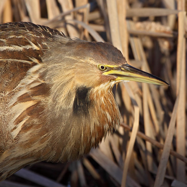 American Bittern © Russ Chantler